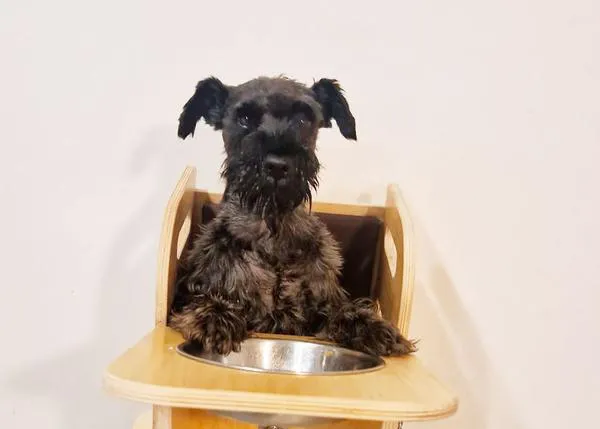 Dark, un perro con megaesófago canino que vive feliz con su familia y ha inspirado la creación de una Silla Bailey