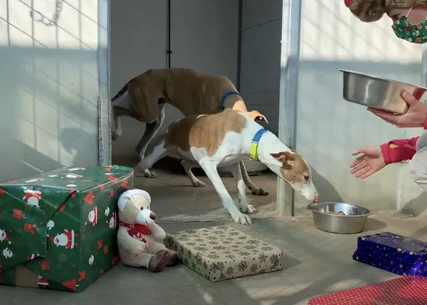 La NaviDOG en Galgos del Sol: 200 perros disfrutan de un día especial