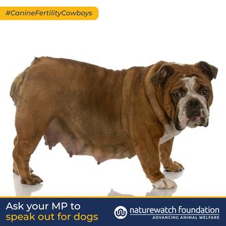 Aumento exponencial de las clínicas de fertilidad canina en el …