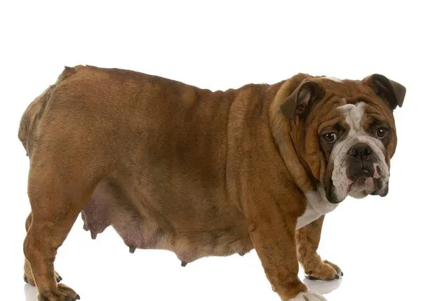 Aumento exponencial de las clínicas de fertilidad canina en el Reino Unido: un negocio muy problemático