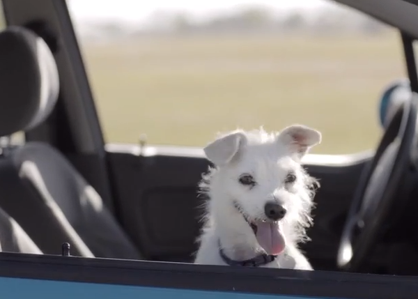 Tres anuncios protagonizados por canes con mucha clase: verdaderos SrsPerros