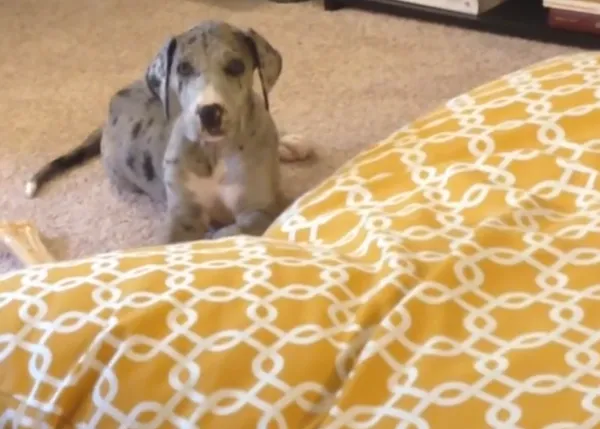 Una cachorra de Gran Danés disfruta al 100% de su cama (con crecederas)