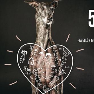 Plan perruno en Durango: pintxopote, exhibición de disc dog, charlas …