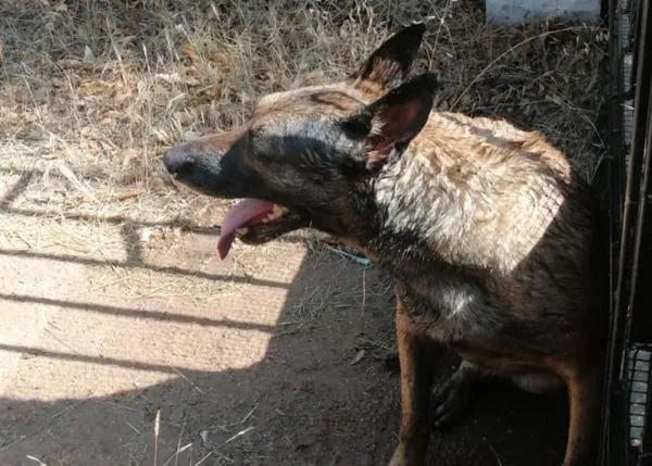 Denuncian el estado de los perros en la perrera de Badajoz, otro centro público gestionado por una empresa privada