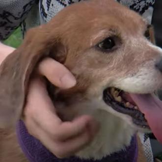 Pasado atroz y futuro feliz para solo algunos Beagles utilizados …