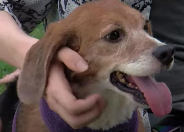 Pasado atroz y futuro feliz para solo algunos Beagles utilizados y reutilizados en la experimentación animal