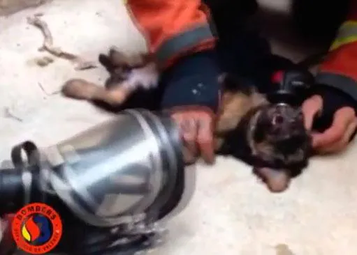 Cuando los bomberos salvan vidas... de perros: emocionantes rescates caninos