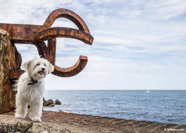 Una gran mayoría rechaza la posibilidad de que los perros puedan estar en la playa en Donostia por la noche en verano