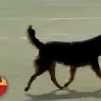 El SrPerro futbolista... a su manera