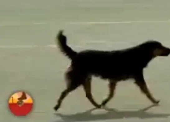 El SrPerro futbolista... a su manera