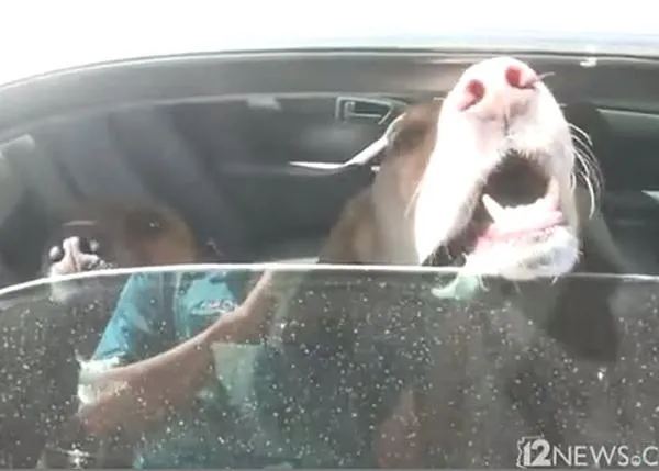 Una mujer rescata a dos canes que estaban dentro de un coche en plena ola de calor