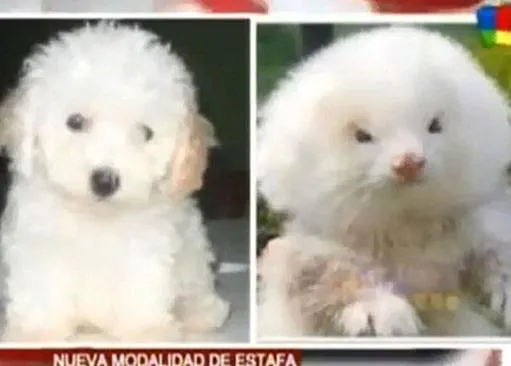 ¿Gato por liebre? No, hurón por caniche toy