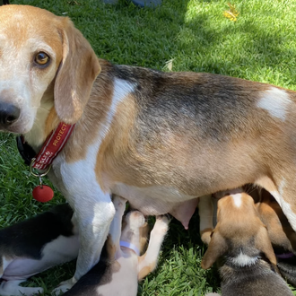 Megan Markle y el príncipe Harry adoptan a una Beagle …