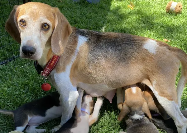 Megan Markle y el príncipe Harry adoptan a una Beagle que pasó años pariendo cachorros para la experimentación animal