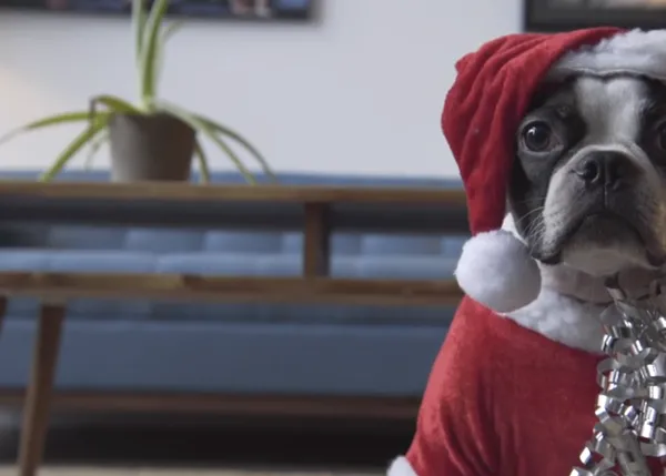 El Boston Terrier más rumboso... un vídeo perruno navideño y viral