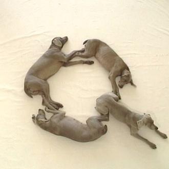 El abecedario perruno más divino: compuesto por los bracos de …