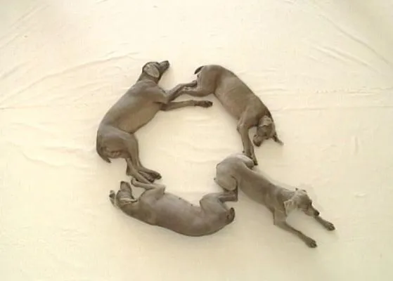 El abecedario perruno más divino: compuesto por los bracos de William Wegman