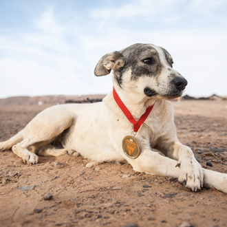 Un perro consigue una medalla en una de las carreras …