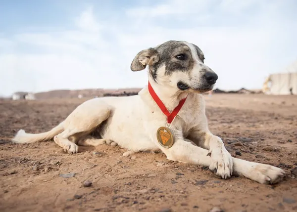 Un perro consigue una medalla en una de las carreras más duras del mundo, Marathon des Sables