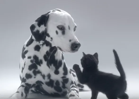 Un pequeño minino inspecciona cuidadosamente a un dálmata, por una buena causa