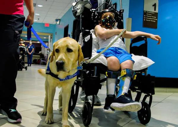 Parks, el perro que juega a las cartas para animar a niños enfermos en un hospital