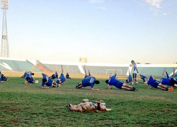 Una perra callejera se convierte en la mayor fan de un equipo de fútbol y asistente de su entrenador