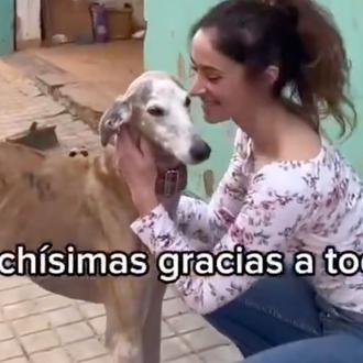 Movilización para ayudar a una peluquera canina de Valencia: ella …