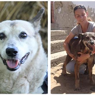 La longevidad canina y la búsqueda de las claves de …