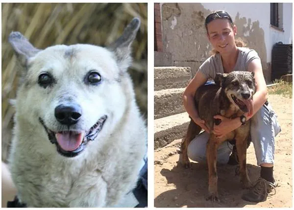 La longevidad canina y la búsqueda de las claves de los 