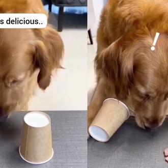 Cuando un Golden Retriever descubre que hay (más) comida cerca...