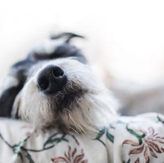 Perros y personas están sincronizados también al dormir, influyen en …