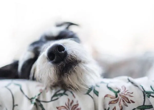 Perros y personas están sincronizados también al dormir, influyen en la actividad nocturna del otro