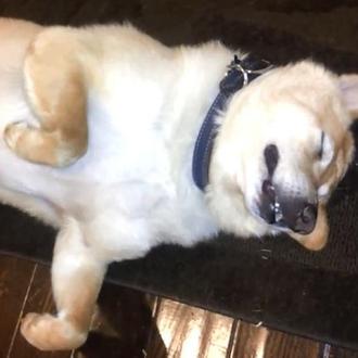 Cura contra el insomnio: el ronquido de un SrPerro & una …