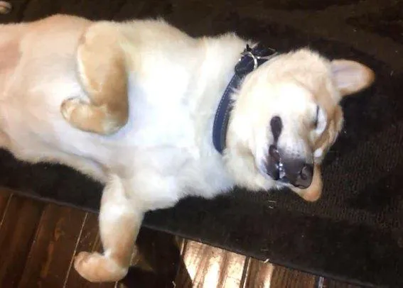 Cura contra el insomnio: el ronquido de un SrPerro & una nana musical