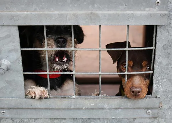 Estado de la Nación en versión animales de compañía en España en 2020: menos perros recogidos y ligero aumento en las adopciones