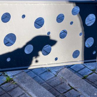 Expertas en protección animal alertan sobre el uso de animales …