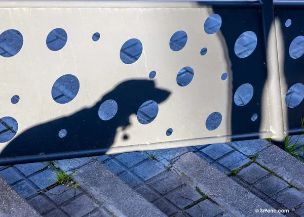 Expertas en protección animal alertan sobre el uso de animales como herramienta de violencia vicaria y reclaman que la normativa así lo reconozca