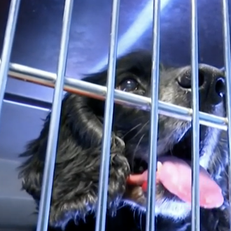 Musicoterapia para animales de compañía: una clínica veterinaria en A …