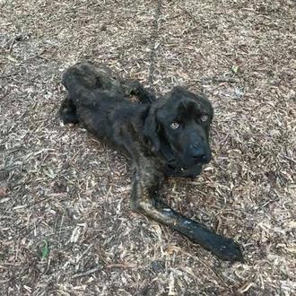 Una mujer casi mata de hambre a un perro para …