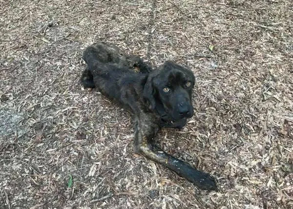 Una mujer casi mata de hambre a un perro para vengarse de su ex-novio