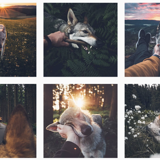 Un fotógrafo y su perro en la naturaleza, espectaculares retratos …
