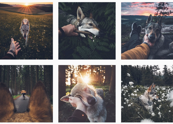 Un fotógrafo y su perro en la naturaleza, espectaculares retratos de una bella amistad