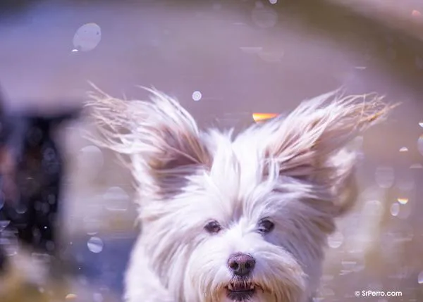 Los perros abandonados y adoptados tienen niveles de estrés bajos y sus tutores forman un vínculo aún más fuerte con ellos