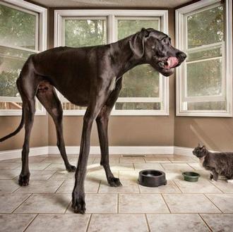 Zeus, oficialmente el perro más alto del mundo