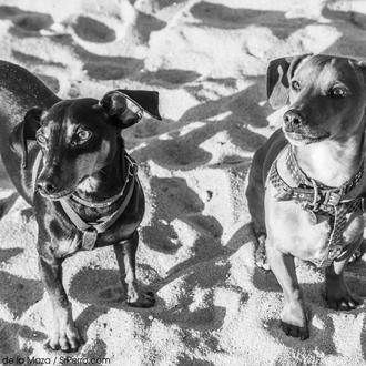 Agresividad canina y desesperación humana: cómo una persona luchó por …
