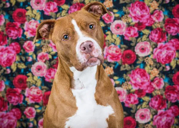 Los vídeos -confirma un estudio- son más eficaces que las fotos para fomentar la adopción de perros