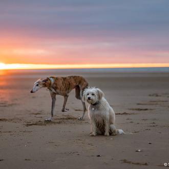 ¿Crees que todos los perros, incluyendo los perros de caza …