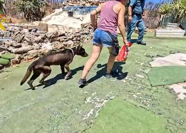 La Guardia Civil investiga a los dueños de una escuela canina de Navalcarnero por maltrato (y han cerrado las instalaciones)
