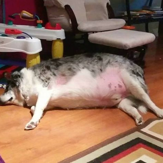 Hay amores que matan: un perro esquiva la eutanasia tras …