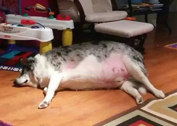 Hay amores que matan: un perro esquiva la eutanasia tras lograr adelgazar 55 kg